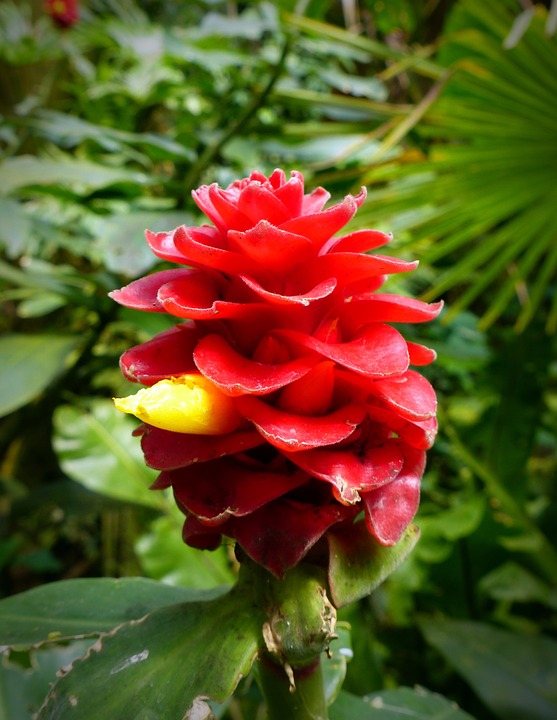 Costus (Kuth) is one of the important herbs, mentioned in Atharvaveda and Ramayana. It is used to improve the beauty of ladies, and to alleviate respiratory and mental disorders