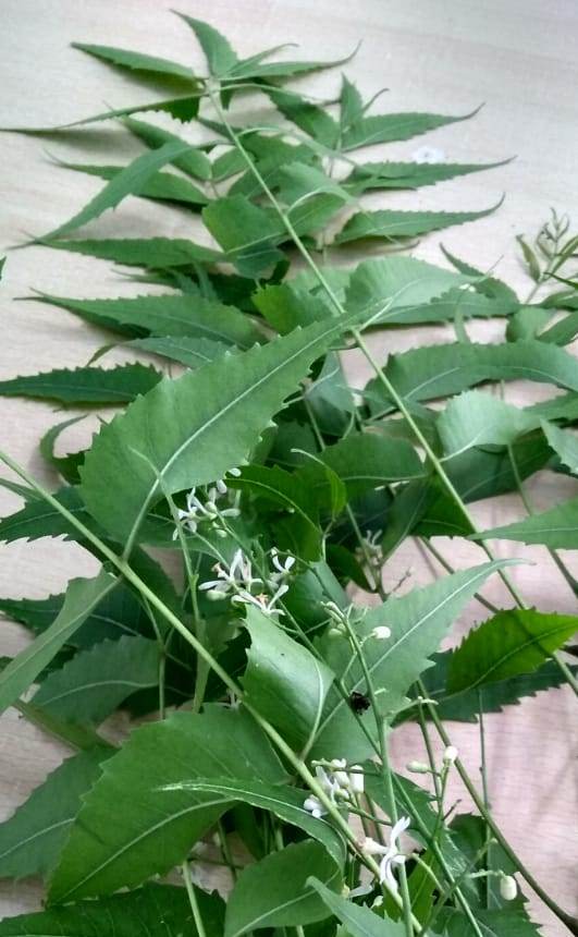 10 Excellent Benefits And Medicinal Uses of Neem for Skin, Hair And Health