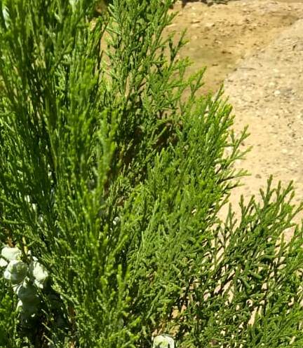 10 Wonder Benefits And Medicinal Uses of Shatavari (Asparagus racemosus)