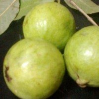 Health Benefits and Medicinal Uses of Eating Guava