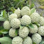 Custard Apple: Health Benefits and Nutritional Facts of Sharifa