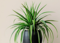 Natural Air Purifiers: 8 Indoor Plants That Enhance Your Home Environment